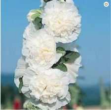 25 Charles White Hollyhock Seeds Perennial Flowers Flower Seed 31 US SELLER