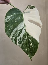 Monstera Albo Variegated