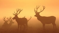 Landscape sunset deer fall mist silhouette animals Custom Gaming Mat Desk