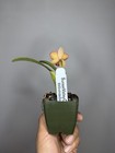 NEW! Unreleased 2027 Cattleya (Slc. Angel Eyes x Pot. Exotic Really — photo 6