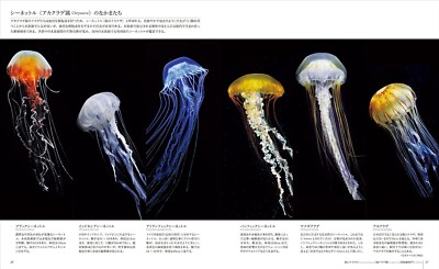 The World's Most Beautiful Photographs of Jellyfish Encyclopedia