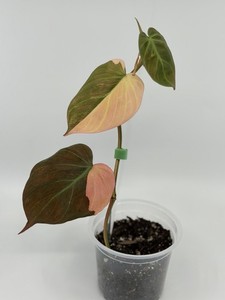 Philodendron Micans Variegated Pink | eBay