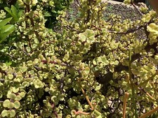 Portulacaria afra variegated   Elephant Bush  11 live cuttings