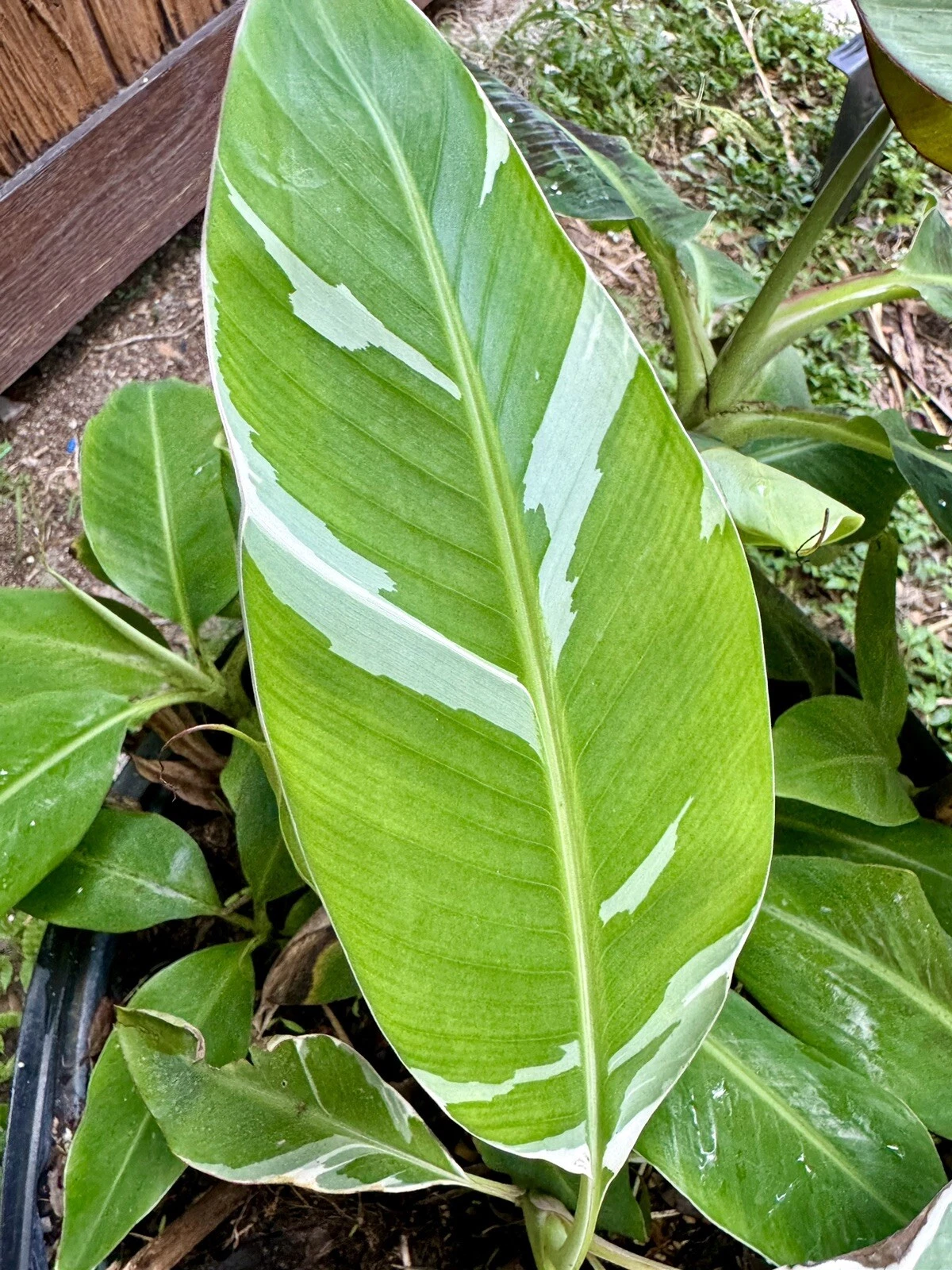 Banana Florida Musa Variegated VERY RARE