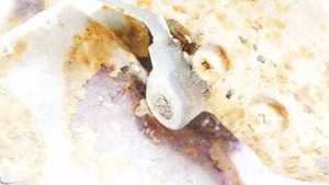 Mercedes-Benz E-CLASS 1997 ABS Sensor (ABS WHEEL SPEED SENSOR) fro #2319570-12