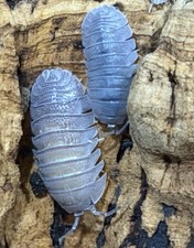 25 Sandstone Isopods