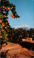 Postcard CA San Bernadino Foothills Orange Grove United Airlines 1956 B614