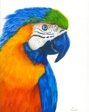 Macaw, Parakeet Wildlife Watercolour Print from an Original Watercolour Painting