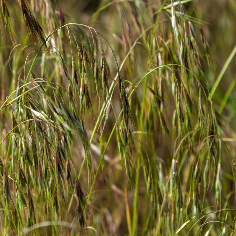 Prairie Brome Seeds |  Wild Pigment Co