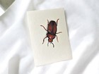 Original ACEO Beetle Study Acrylic Miniature Insect Painting Geminiarts — photo 3