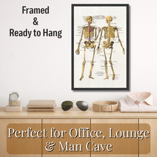 Vintage Anatomy Poster In Home Décor Posters & Prints for sale | eBay
