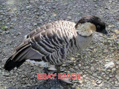 PHOTO  THE NATIONAL WETLAND CENTRE IN LLANELLI (6)