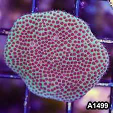 Item#A1499RW1499(S) WYSIWYG Cultured Sand Dollar Porites Large Frag