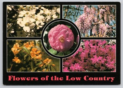 Flowers of The Low Country Multi View Camellia Azalea Dogwood Postcard