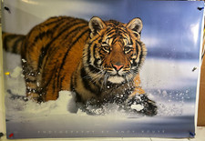 ROLLED 2000 PYRAMID TIGER IN SNOW NATURE ANIMAL 24X33.5 POSTER PP0103 ANDY ROUSE