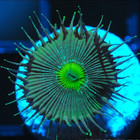 COE WYSIWYG Live Coral Frag ~ Galactic Ecstasy Palythoa Coral — photo 6