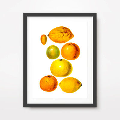 Citrus Fruit Chart