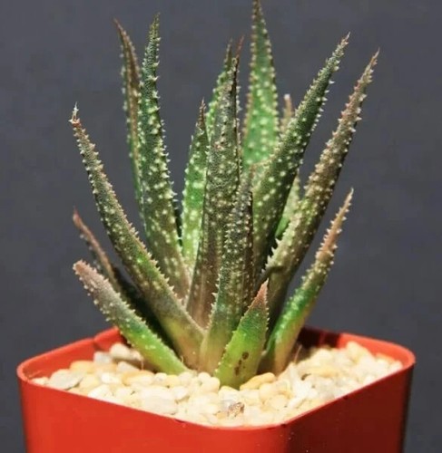 Aloe Twilight Zone Hybrid - Variegated Gasteraloe - Orange Flowers - Large