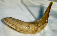 Yom Kippur Polish Kosher Genuine Shofar Horn, Ram Shofar Horn