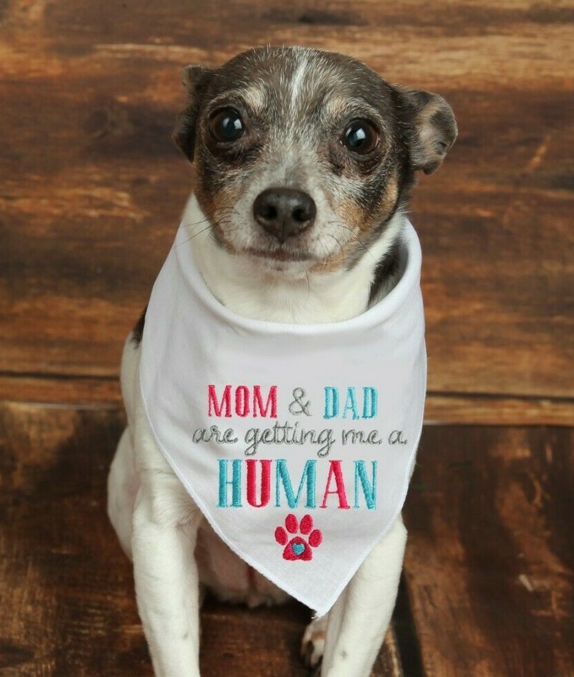 Dog Bandana Mom and Dad are getting me a Human Dog Pregnancy