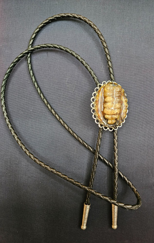 Vintage Bolo Tie Real Rattlesnake Rattler 18 Inch