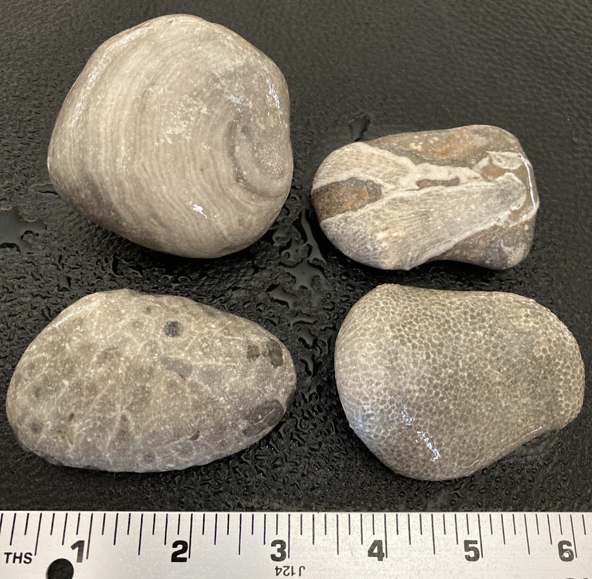 4pc Michigan Fossils - Petoskey Stone Favosites Stromatoporoid