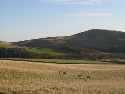 Photo 6x4 Grazing sheep Crosslee Torwoodlee Mains Grazing sheep with Wil c2007