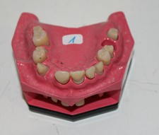 Go Dent Schaumodell Nr.  5  (bezahnt) wie abgebildet Art. Nr. 1