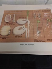 VINTAGE 1930s School Print - How Seeds Grow