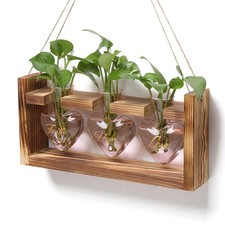 Plant Terrarium Propagation Stations Hydroponics