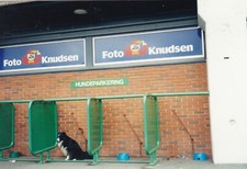 Dog Parking Germany Photograph Good Condition