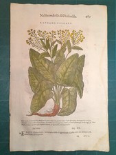 MATTIOLI MATTHIOLI Erbario a figure grandi originale del 1604 RAFANO