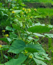 Semillas de frijol mungo semillas vegetales frijoles mungo frijoles de jardín vegetal