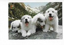 CHIOTS PYRÉNÉENS