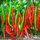 Pepper seёds, 50 PYTHON Pepper seёds,Ukrainian organic seёds SW1152+TRACK