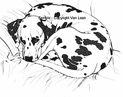 Dalmatian sleeping  by Martha Van Loan 11 x17 signed and numbered Print