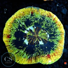 CS YELLOW SKIRT WELLSOPHYLIA 2-3" - WYSIWYG LIVE CORAL