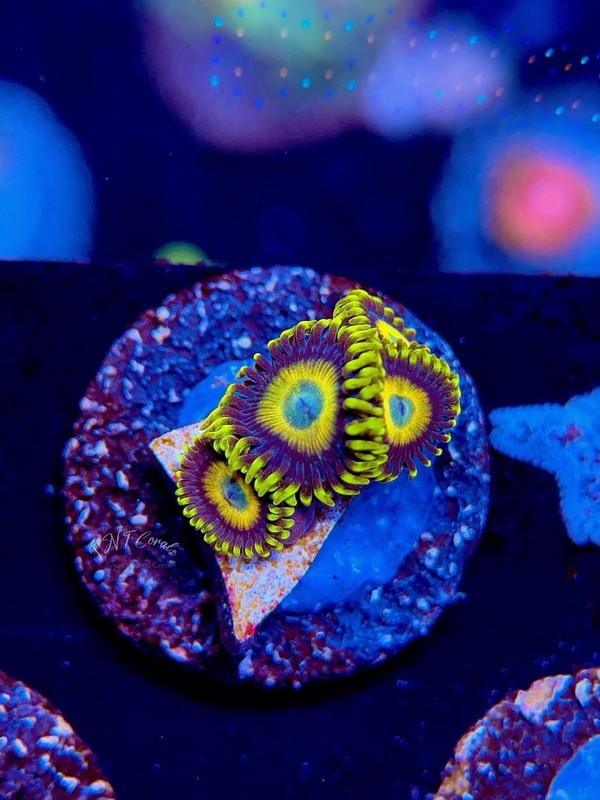TNTcoral Scrambled Eggs-WYSIWYG-Zoa-Frag-Live Coral-LPS-SPS-Zoanthids