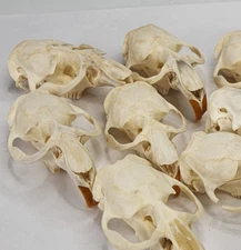 Real Muskrat Skull Top - A Grade Generic - Ondatra zibethicus - USA 