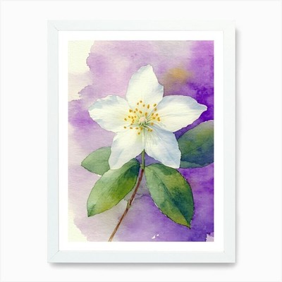 Weißer Jasmin Blume Kunstdruck gerahmt Wandbild Poster Leinwanddruck Bild