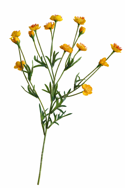 Butterblume Zweig KüNstlich Gelb 60 Cm – 10 BlüTen & 4 Knospen – Wiesenblume-image