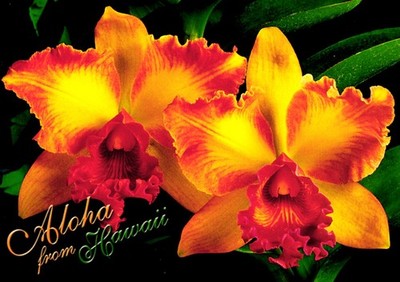 Hawaiian Orchids Aloha From Hawaii Postcard