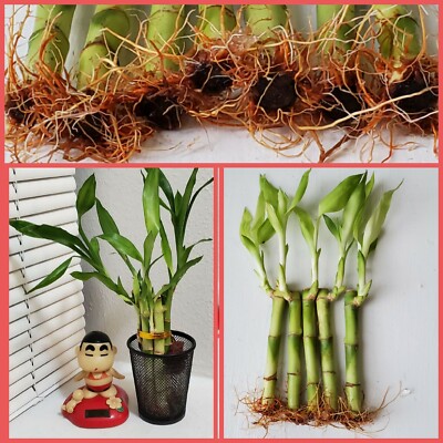 Lucky Bamboo Plants Indoor Live Lucky 7 Lucky Bamboo Plants 4 Inches & 6  Inches, FREE BUTTERFLY Stake Live Bamboo Gift