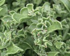 Ice Plant 300+Seeds ( 冰菜 ）