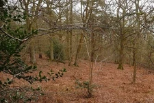 Photo 6x4 Redlands Copse Ashford Hill Managed woodland near the Hampshire c2009