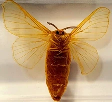 2.8" Real Silkworm Moth in Clear Lucite Resin Science Education Specimen Block
