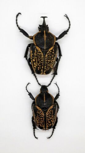 Beetle - Cetoniidae - Fornasinius fornasi (Pair) - Roria Mts, Tanzania (FF51) - Picture 3 of 6