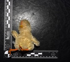 vintage Steiff chick is a collectible plush toy featuring mohair material s118