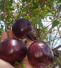 Black Pomegranate Seedss 100 pcs var. Black Pearl Punica granatum Purple Pome