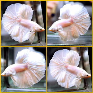Live Betta Fish Solid Color WHITE PLATINUM Halfmoon Male X118